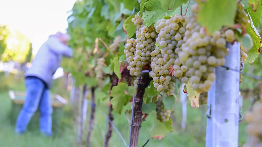 Der Chardonnay-Anbau hat 2025 unter den konventionellen Rebsorten am stärksten zugelegt. (Archivbild) - Bild: Bernd Weißbrod/dpa