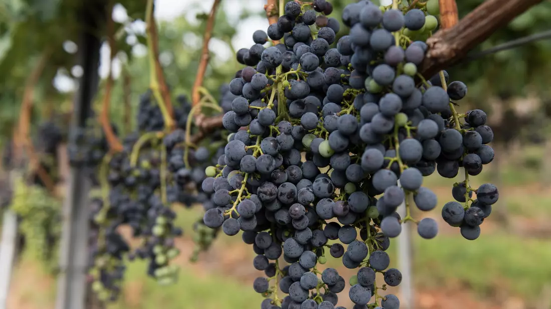 Die Merlot-Anbaufläche ist 2025 gegen den Trend gewachsen. (Symbolbild) - Bild: Patrick Seeger/dpa