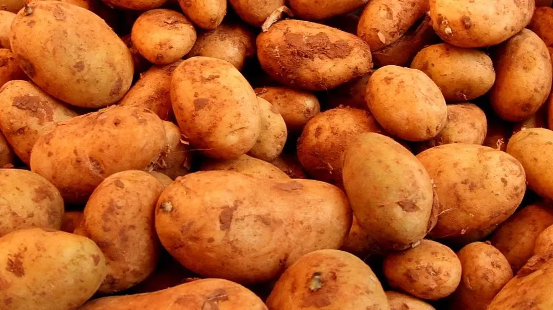 Kartoffeln (Archiv) - Bild: via dts Nachrichtenagentur