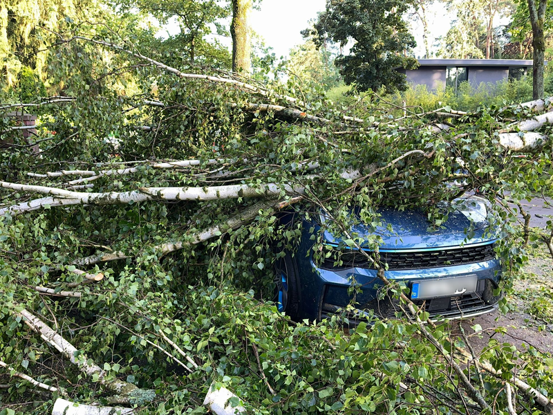 Bäume, die auf Autos stürzen und andere Naturgefahren richteten vergangenes Jahr deutlich weniger Schäden an. (Archivbild) - Foto: Jens Dudziak/dpa