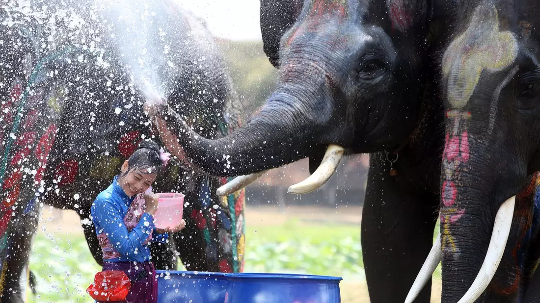 In der ehemaligen Hauptstadt Ayutthaya spritzen auch Elefanten munter mit. - Bild: Rachen Sageamsak/XinHua/dpa