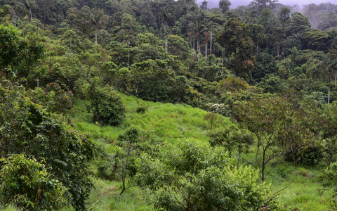 Dieser sich regenerierende Wald war noch vor wenigen Jahren eine Weide. - Foto: Nico Blüthgen/TU Darmstadt/dpa