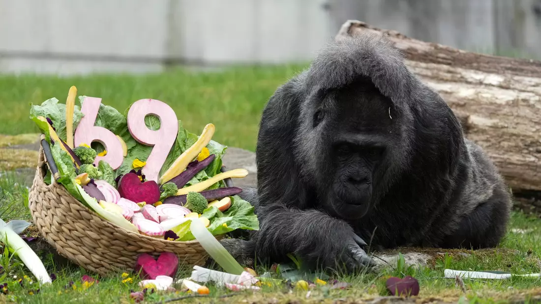 Zu ihrem Ehrentag gibt es einen Korb voller Gemüse für die Gorilla-Dame.  - Bild: Sven Kaeuler/dpa