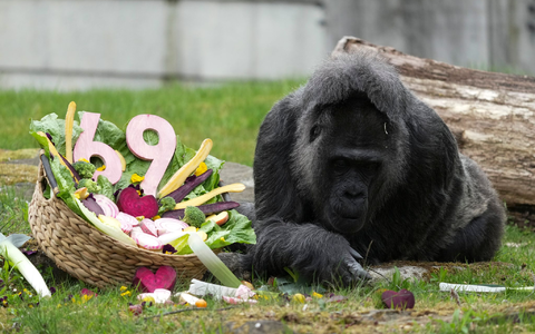 Zu ihrem Ehrentag gibt es einen Korb voller Gemüse für die Gorilla-Dame.  - Foto: Sven Kaeuler/dpa