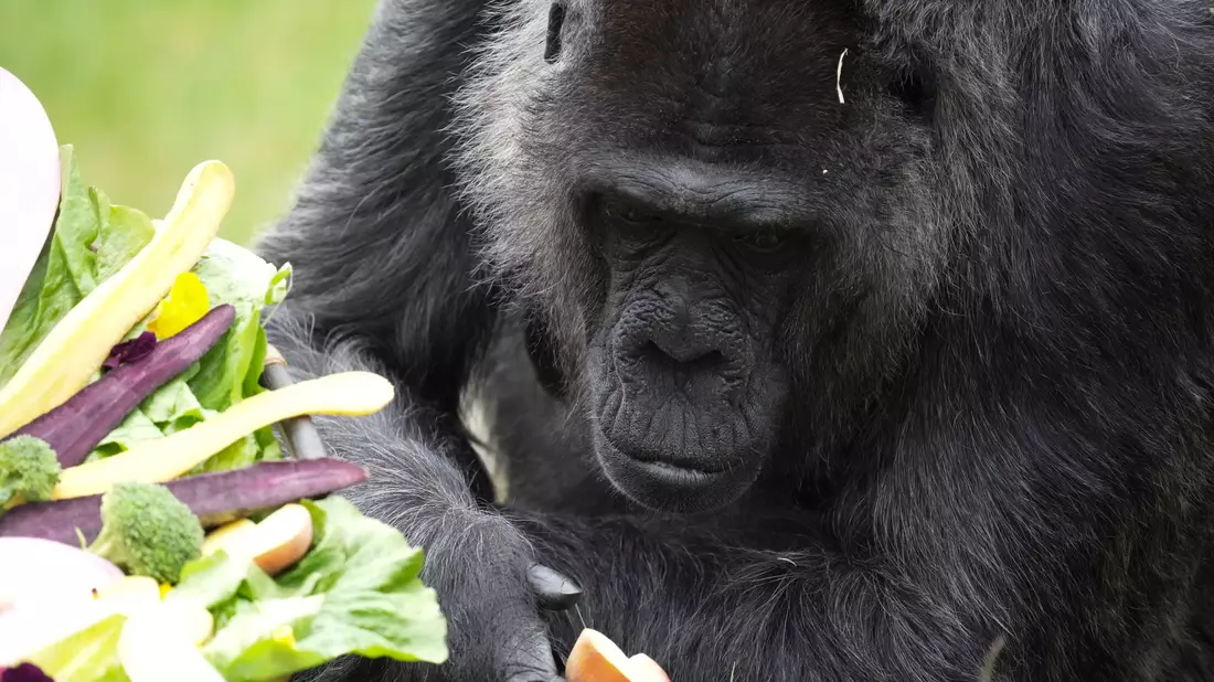 Seit mehr als sechs Jahrzehnten lebt Fatou im Berliner Zoo. - Bild: Sven Kaeuler/dpa