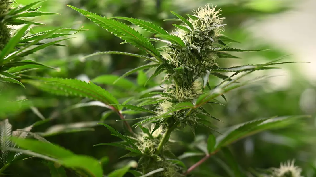 Vereine können seit dem 1. Juli 2024 Anträge für Cannabis-Anbauvereinigungen stellen. (Symbolbild) - Bild: Martin Schutt/dpa