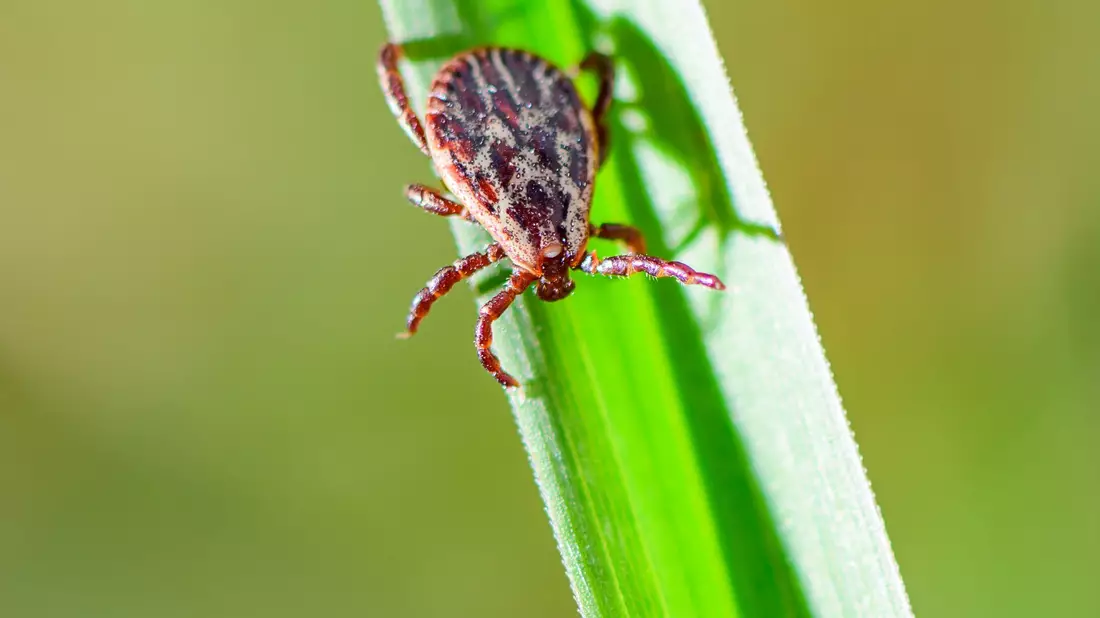 Je nach Areal sind 5 bis 50 Prozent der Zecken in Deutschland mit Borreliose infiziert. - Bild: Patrick Pleul/dpa