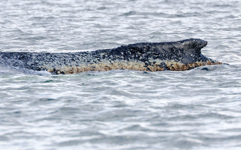 Für den Wal scheint es keine Hoffnung mehr zu geben. (Archivbild) - Foto: Bodo Marks/dpa