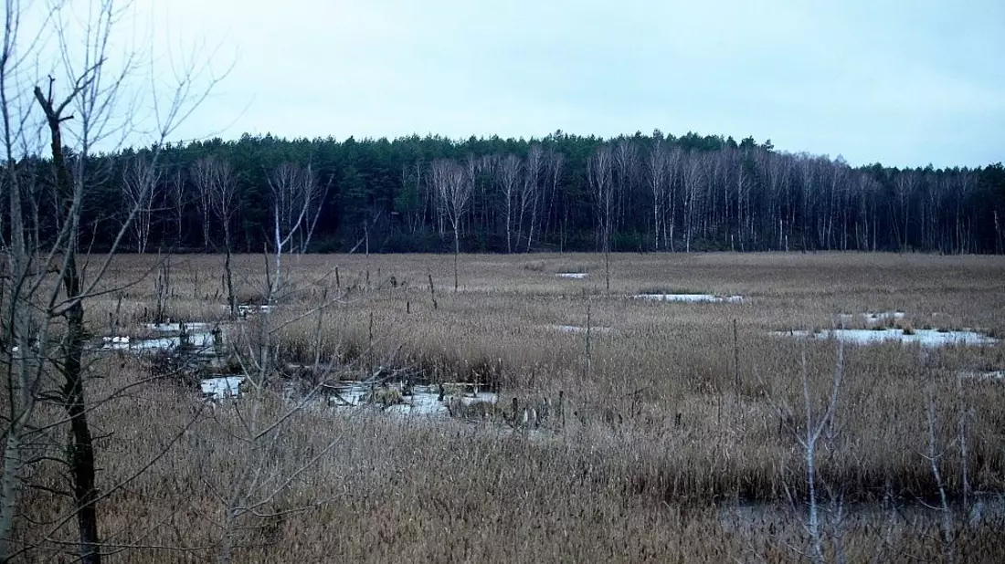 Moorlandschaft (Archiv) - Bild: via dts Nachrichtenagentur
