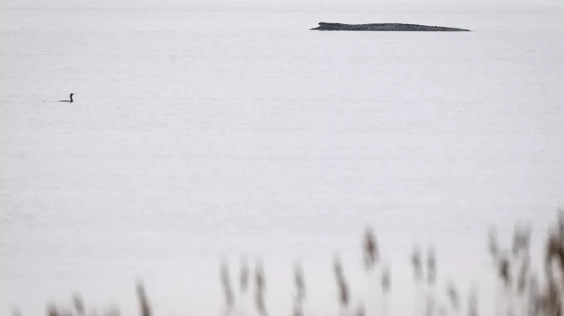 Seit dem 31. März liegt der Buckelwal in etwa 1,50 Meter Wassertiefe vor Poel. - Bild: Philip Dulian/dpa