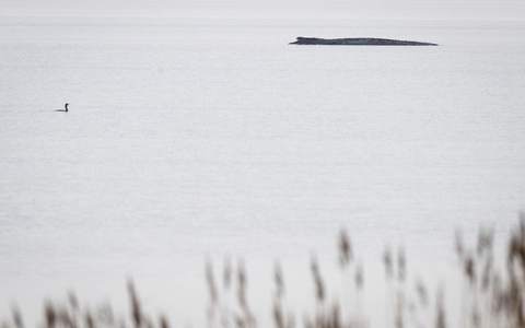 Seit dem 31. März liegt der Buckelwal in etwa 1,50 Meter Wassertiefe vor Poel. - Foto: Philip Dulian/dpa Seit dem 31. März liegt der Buckelwal in etwa 1,50 Meter Wassertiefe vor Poel. - Foto: Philip Dulian/dpa