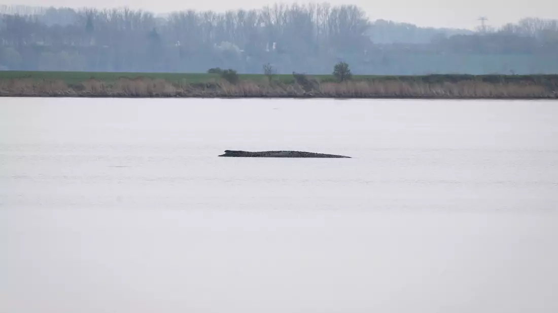 Der Buckelwal liegt vor der Insel Poel.  - Bild: Philip Dulian/dpa