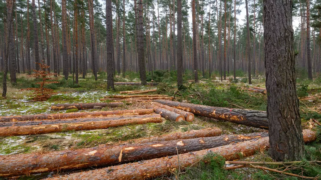Der Großteil des eingeschlagenen Holzes findet Verwendung in der Säge- und Furnierindustrie, etwa als Paletten- oder Parkettholz. (Archivbild) - Bild: Patrick Pleul/dpa