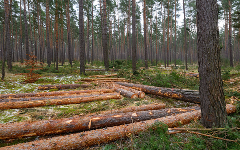 Der Großteil des eingeschlagenen Holzes findet Verwendung in der Säge- und Furnierindustrie, etwa als Paletten- oder Parkettholz. (Archivbild) - Foto: Patrick Pleul/dpa