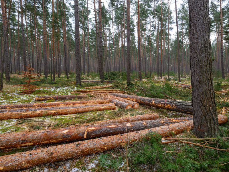 Der Großteil des eingeschlagenen Holzes findet Verwendung in der Säge- und Furnierindustrie, etwa als Paletten- oder Parkettholz. (Archivbild) - Foto: Patrick Pleul/dpa