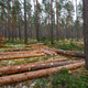 Der Großteil des eingeschlagenen Holzes findet Verwendung in der Säge- und Furnierindustrie, etwa als Paletten- oder Parkettholz. (Archivbild) - Foto: Patrick Pleul/dpa