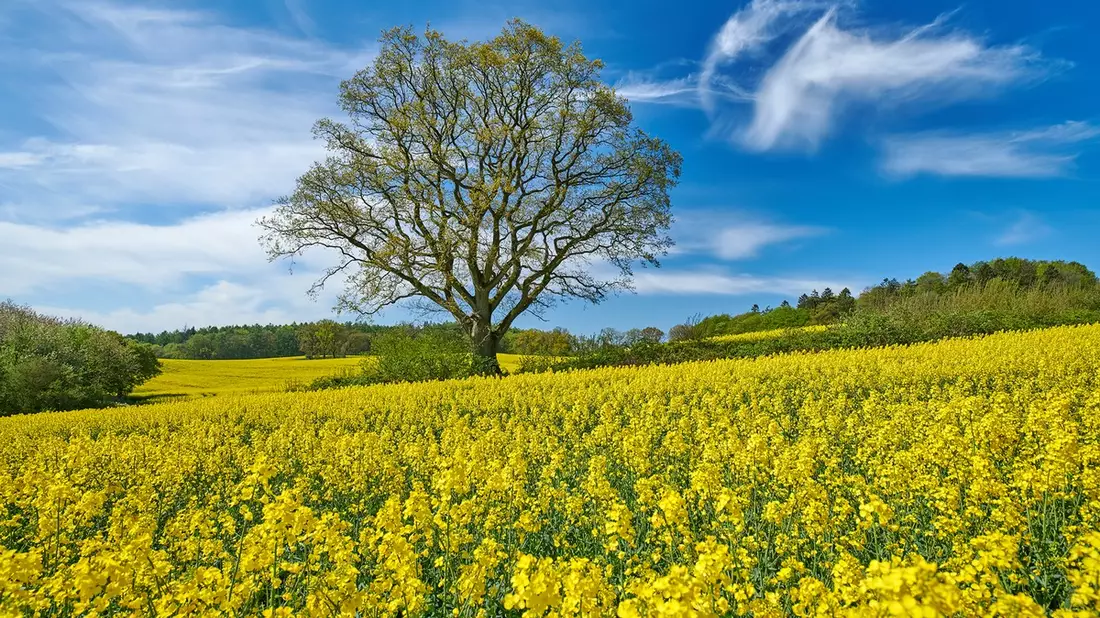Rapsblüte 2026 / Rapsblüte in Deutschland: Vielseitige Kultur für Klimaschutz, Ernährung und Landwirtschaft - Bild: presseportal.de