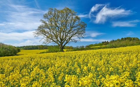 Rapsblüte 2026 / Rapsblüte in Deutschland: Vielseitige Kultur für Klimaschutz, Ernährung und Landwirtschaft - Foto: presseportal.de