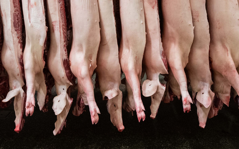 Geklagt hatte ein Unternehmen, dass sich auf die Zerlegung von Schweineköpfen spezialisiert. (Archivbild) - Foto: Mohssen Assanimoghaddam/dpa