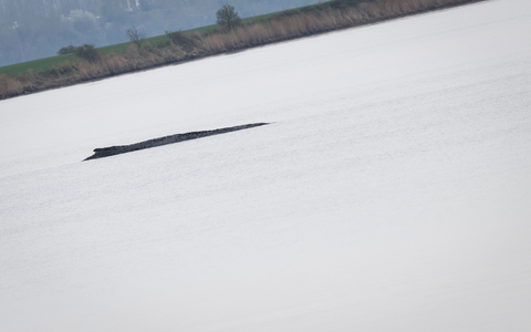 Der Wal vor Poel war nach Angaben eines dpa-Fotoreporters auch am Mittwoch deutlich zu hören. - Foto: Philip Dulian/dpa Der Wal vor Poel war nach Angaben eines dpa-Fotoreporters auch am Mittwoch deutlich zu hören. - Foto: Philip Dulian/dpa