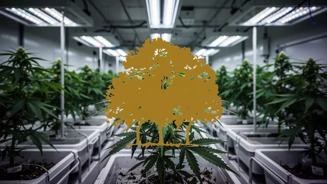 Canopy Growth Aktie: Doppelschlag vor Zahlen - Bild: über boerse-global.de