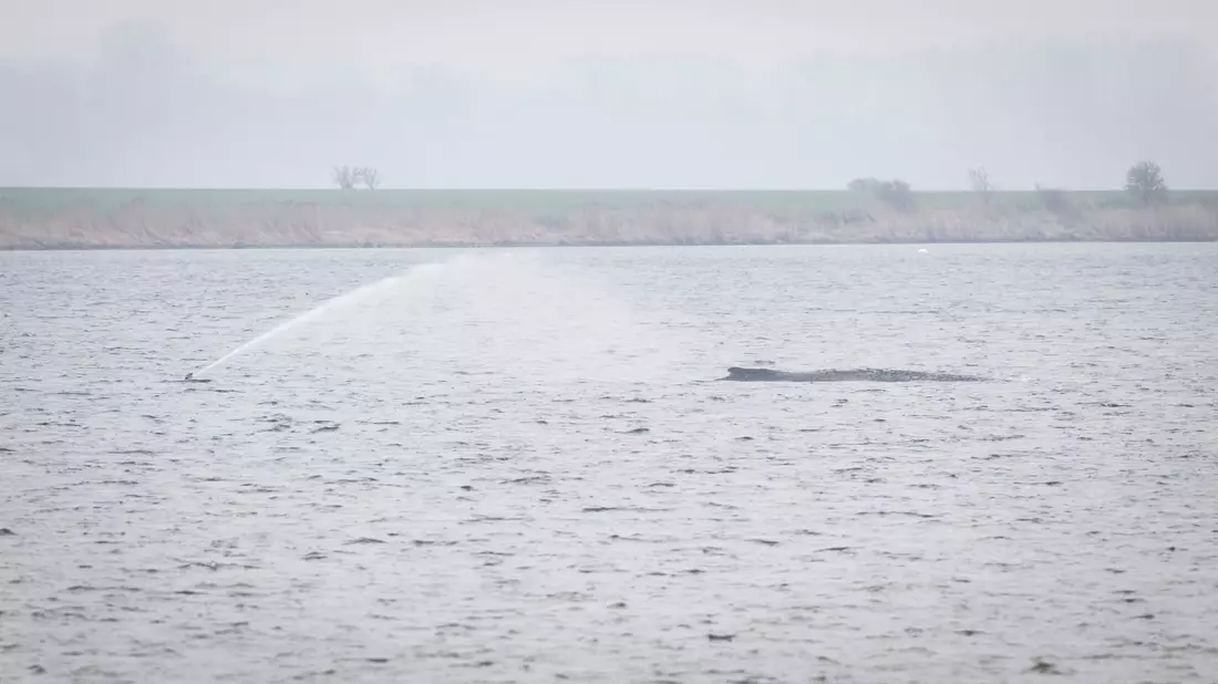 Der Wal liegt seit Tagen vor der Insel Poel. (Archivbild) - Bild: Philip Dulian/dpa