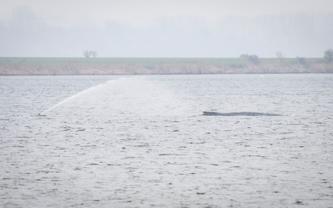 Der Wal liegt seit Tagen vor der Insel Poel. (Archivbild) - Foto: Philip Dulian/dpa