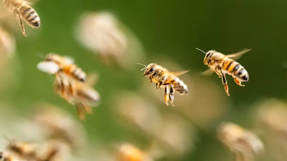 Ein riesiger Bienenschwarm ist durch eine israelische Kleinstadt gezogen. (Symbolbild) - Bild: Silas Stein/dpa