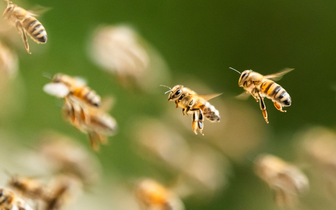 Ein riesiger Bienenschwarm ist durch eine israelische Kleinstadt gezogen. (Symbolbild) - Foto: Silas Stein/dpa Ein riesiger Bienenschwarm ist durch eine israelische Kleinstadt gezogen. (Symbolbild) - Foto: Silas Stein/dpa