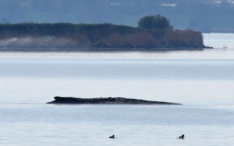 Ein neuer Rettungsversuch ist geplant. - Foto: Bernd Wüstneck/dpa Ein neuer Rettungsversuch ist geplant. - Foto: Bernd Wüstneck/dpa