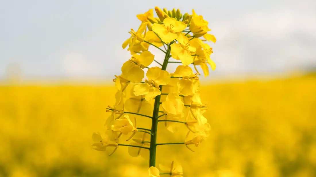 Rapsblüte 2026 / Rapsanbau stabil: Verlässliche Größe im Ackerbau - Bild: presseportal.de