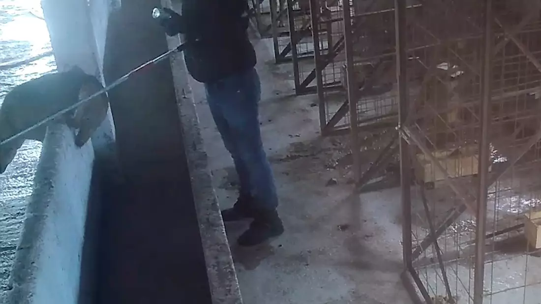 Undercover Material zeigt schwere Tiermisshandlung in rumänischer Tötungsstation: VETO-Tierschutz verurteilt Umgang mit Straßenhunden scharf und fordert politisches Umdenken - Bild: presseportal.de