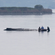 Die Helfer nehmen Kontakt zu dem gestrandeten, mutmaßlich schwer kranken Tier auf. - Foto: Philip Dulian/dpa