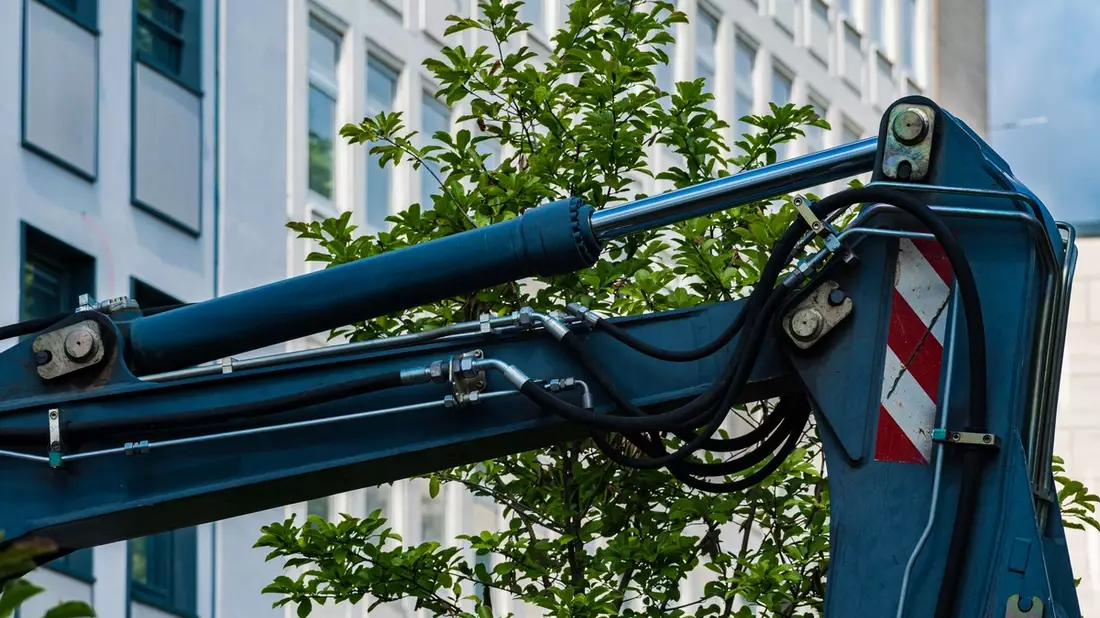 Stadtbäume brauchen Akzeptanz, nicht der Baum ist das Problem, sondern die Rahmenbedingungen - Bild: presseportal.de