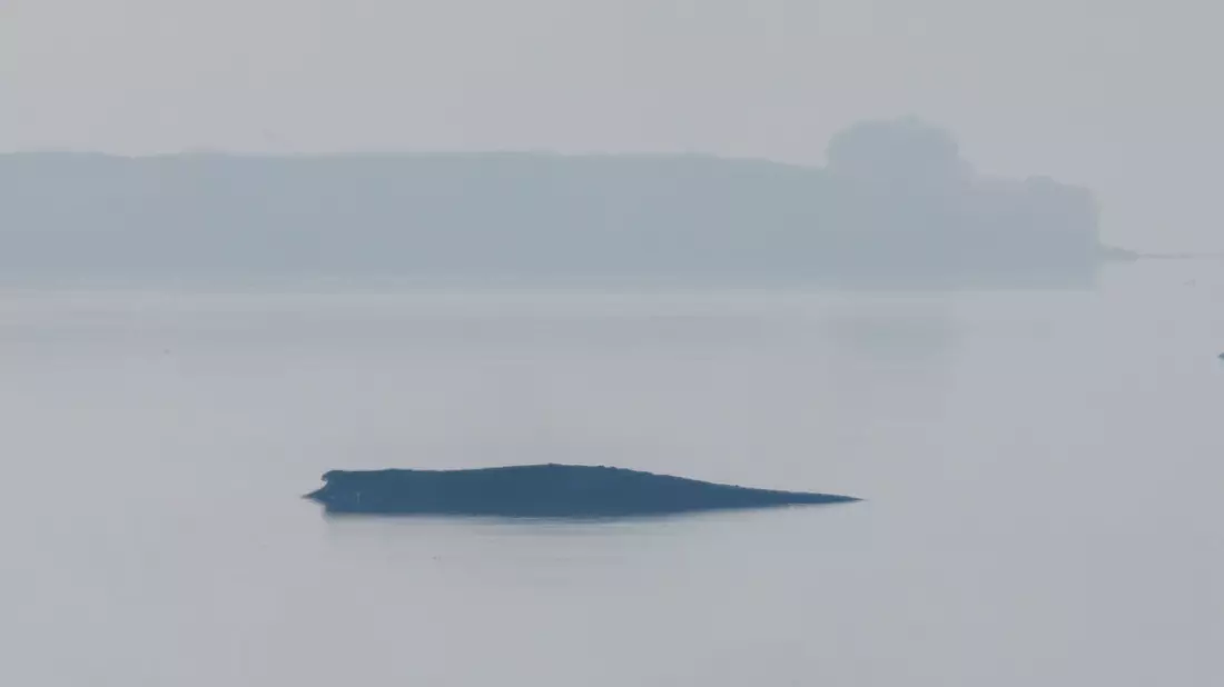 Am Morgen hat sich der vor der Insel Poel liegende Buckelwal plötzlich heftig bewegt. Dabei war teils auch seine Schwanzflosse zu sehen.  - Bild: Jens Büttner/dpa