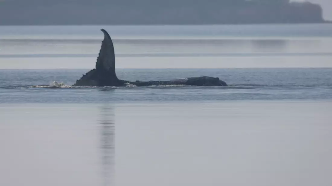 Der Buckelwal liegt seit mehreren Tagen vor der Insel Poel fest. - Bild: Jens Büttner/dpa