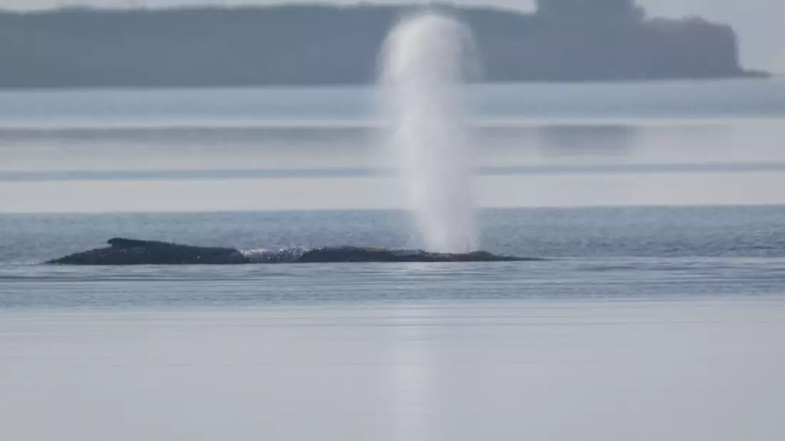 Der Buckelwal vor der Insel Poel bläst Luft aus.  - Bild: Jens Büttner/dpa