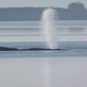Der Buckelwal vor der Insel Poel bläst Luft aus.  - Foto: Jens Büttner/dpa