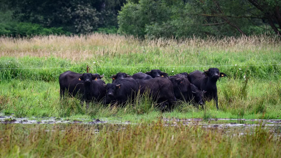 Eine mögliche Bewirtschaftung für nasse Flächen bieten Wasserbüffel, die mit dem feuchten Untergrund gut zurechtkommen. (Archivbild) - Bild: Bernd von Jutrczenka/dpa