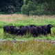 Eine mögliche Bewirtschaftung für nasse Flächen bieten Wasserbüffel, die mit dem feuchten Untergrund gut zurechtkommen. (Archivbild) - Foto: Bernd von Jutrczenka/dpa