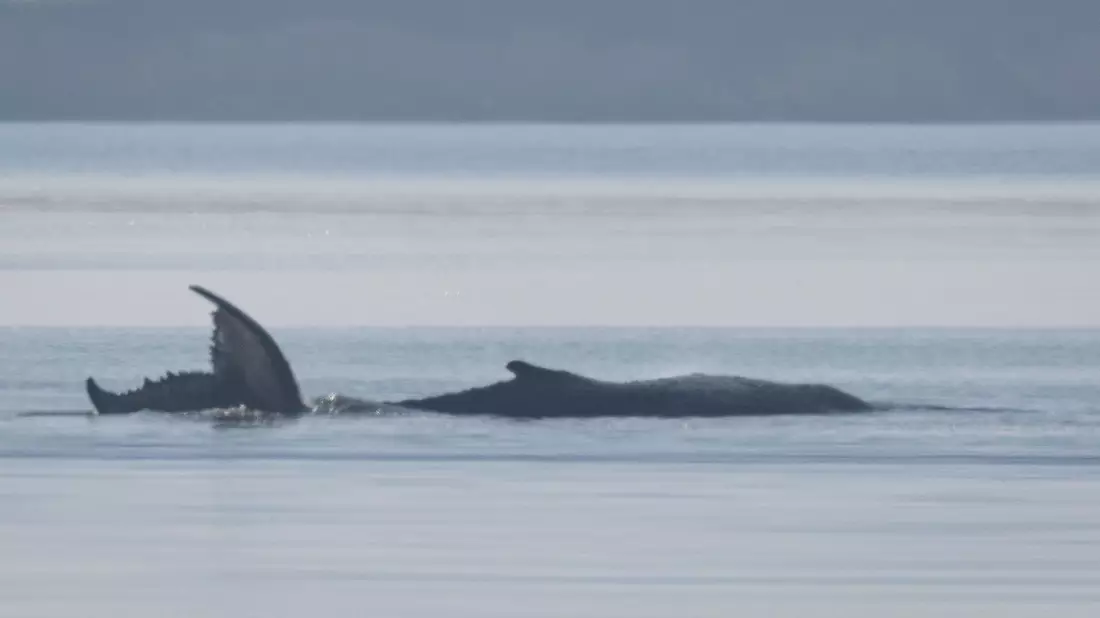 Der Buckelwal vor der Insel Poel schlägt mit seiner Schwanzflosse.  - Bild: Jens Büttner/dpa