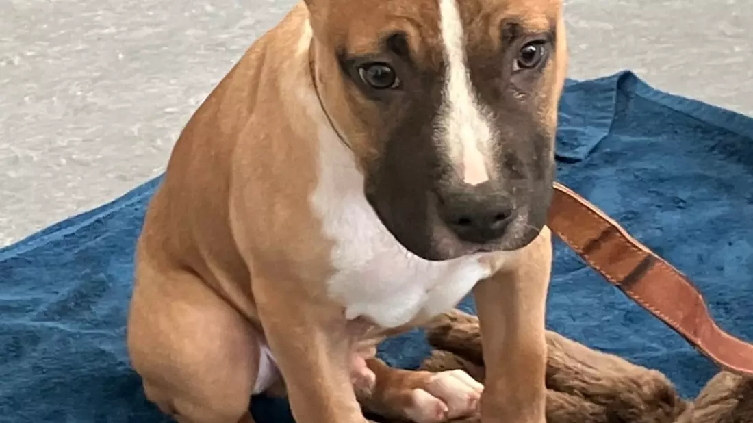 POL-PPMZ: Ausgesetzter Hundewelpe - Zeugen gesucht - Bild: presseportal.de