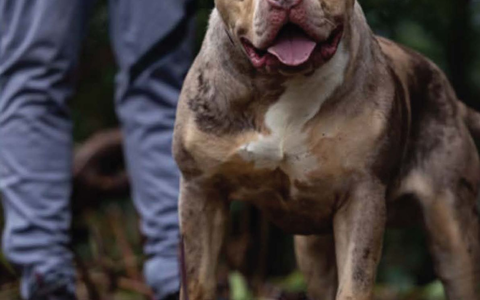 Untersuchungen hätten ergeben, dass der XL-Bully Toretto bereits angefangen hatte, den Mann bei lebendigem Leib zu fressen, berichtet die Nachrichtenagentur PA. - Foto: Cheshire Police/PA Wire/dpa