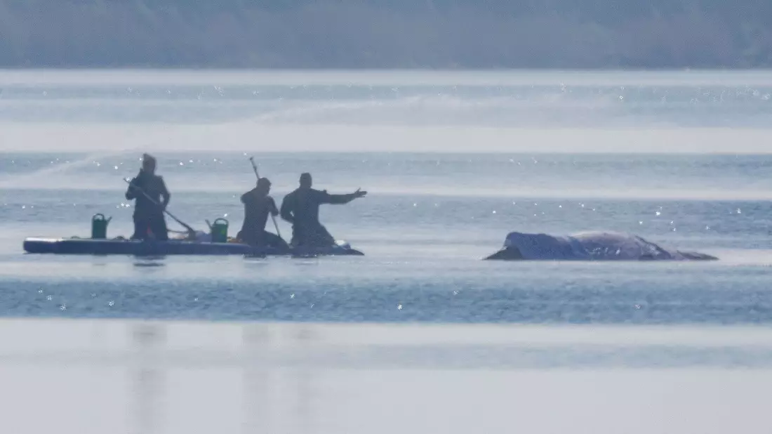 Am Freitag lief die private Rettungsaktion des vor der Ostsee-Insel Poel gestrandeten Buckelwals weiter auf Hochtouren. - Bild: Jens Büttner/dpa