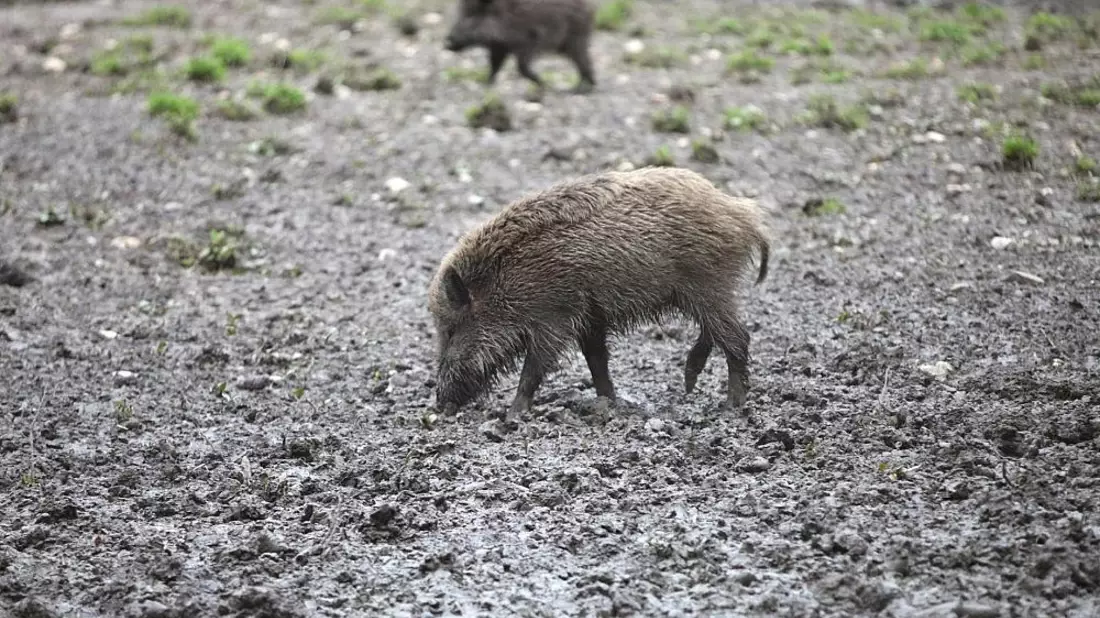 Wildschwein (Archiv) - Bild: via dts Nachrichtenagentur
