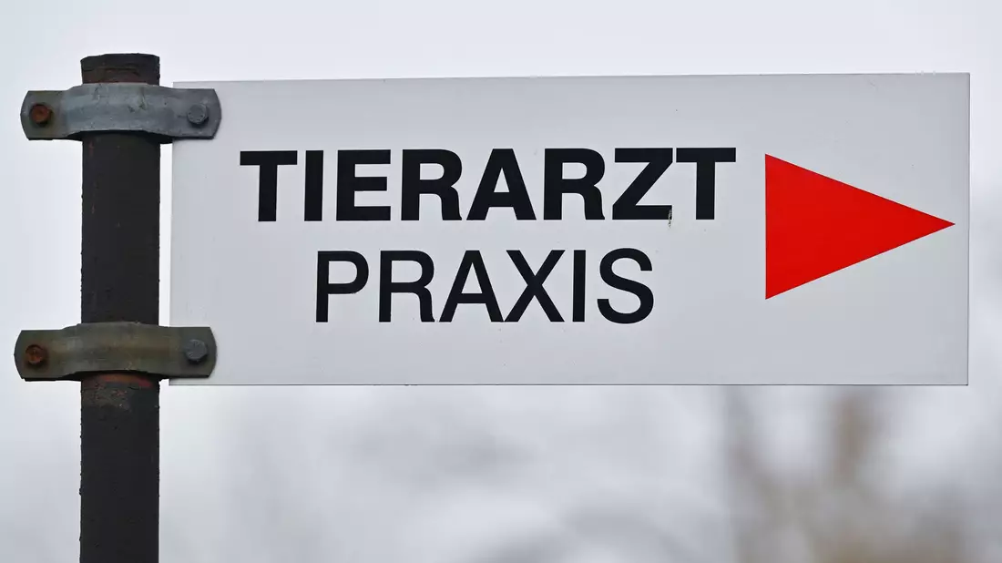 Tierheime beklagen höhere Kosten bei der Behandlung von Tieren. (Symbolbild) - Bild: Patrick Pleul/dpa