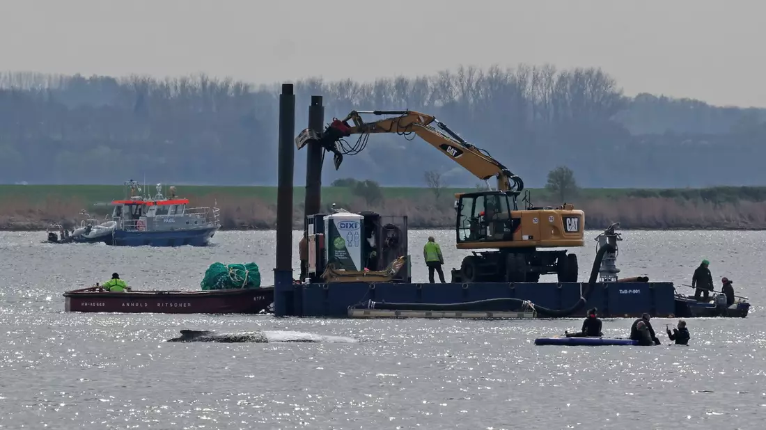 Detaillierte Infos zum Fortschritt der Rettungsaktion gibt es von den Initiatoren nicht. - Bild: Bernd Wüstneck/dpa