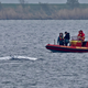 Der Wal ist am frühen Morgen losgeschwommen. Boote, die ihn guiden sollen, sind in seiner Nähe (Archivbild). - Foto: Bernd Wüstneck/dpa