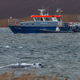 Der Buckelwal vor der Insel Poel schwimmt frei.  - Foto: Jens Büttner/dpa