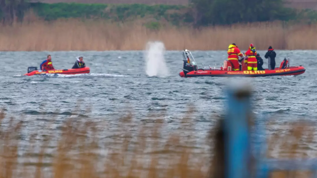Greenpeace: «Der Stress für das Tier ist enorm.» - Bild: Jens Büttner/dpa